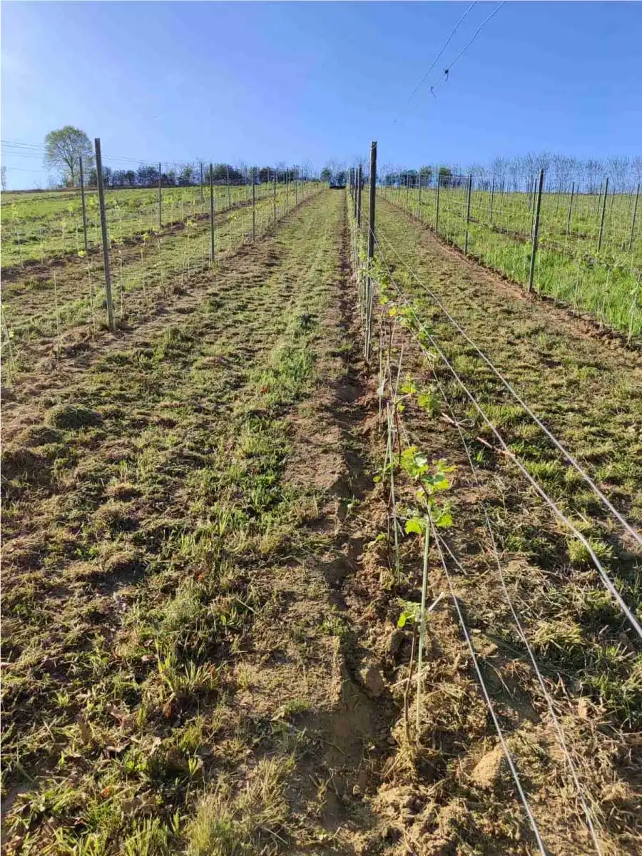 the vineyard from above