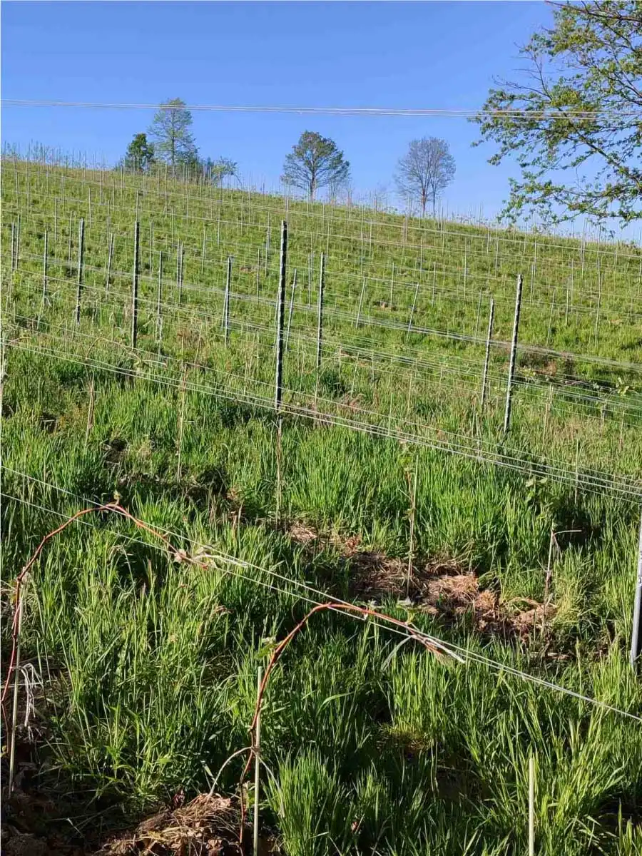 young vines in spring grass