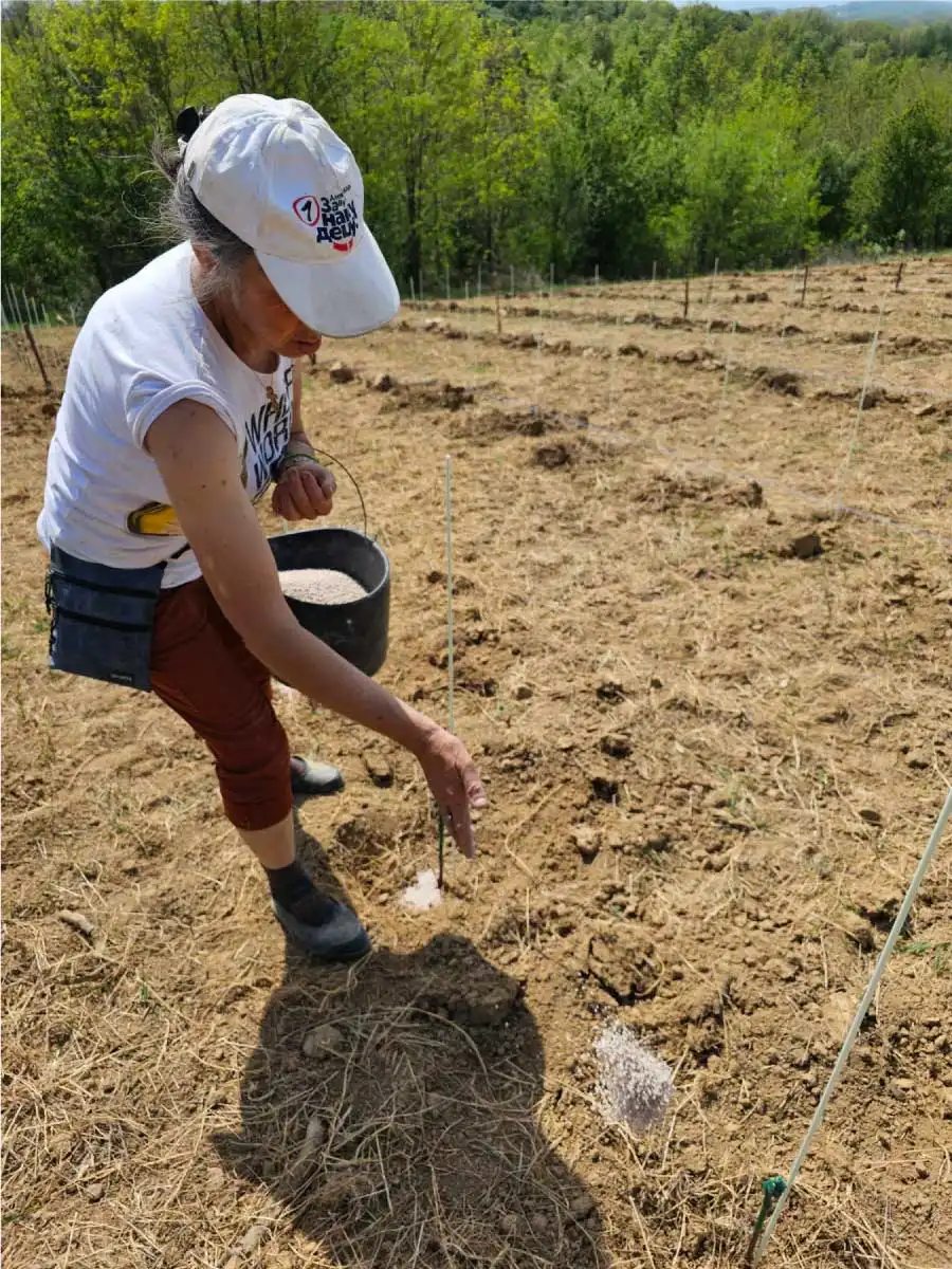 planting a vine by hand