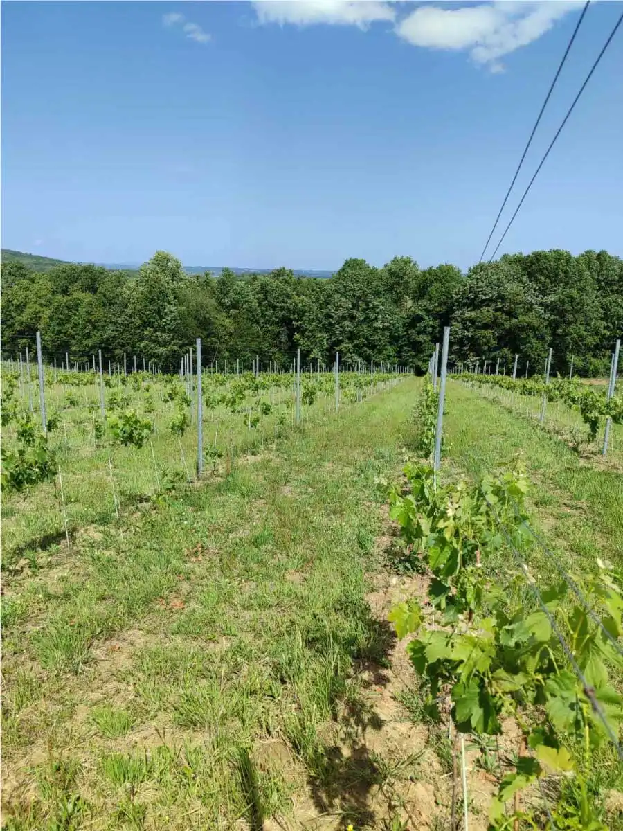 young vines in rows on a green hillside